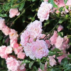 Roseira paisagística rosa 'The Fairy'